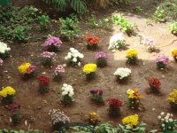 PEQUENO JARDIM