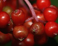 Saúco rojo - Sambucus racemosa