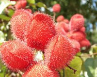 Urucum Bixa Orellana - América