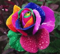 Special Rose