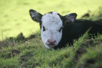 vaca1