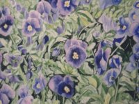 viole