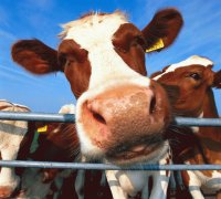 vaca3