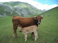 vaca4
