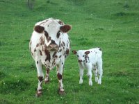 vaca5