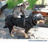 gatiperro