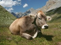 vaca6