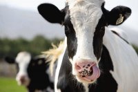 vaca7