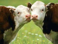 vaca8