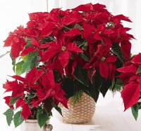 Natal