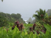 Maui
