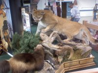 wildcats