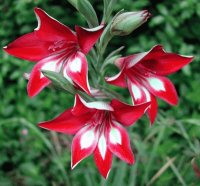 fleur