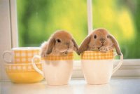 que bonito conejo es bien tierno