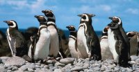 PINGUINO DE MAGALLANES