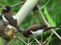 CANARIO CAPUCHINO JAPONESE