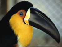 tucan