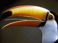 tucan2