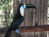 tucan3