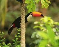 tucan4