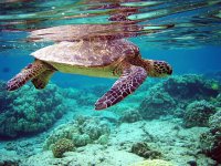 tortuga