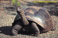 tortuga1
