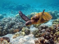 tortuga2