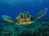tortuga3