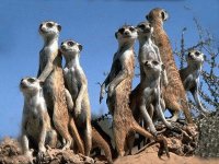 SURICATOS DEL KALAHARI