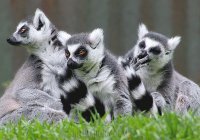 LEMUR COLA ANILLADA