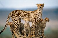 FAMILIA DE CHITAS