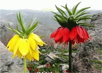 two flowers