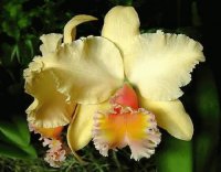 flores