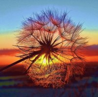 Sunset Tree