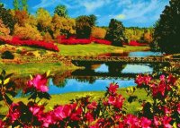 azaleias