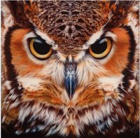 Great Horned Owl Face