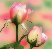 rosa em botão