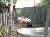 Flamingos