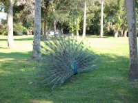 Pavão