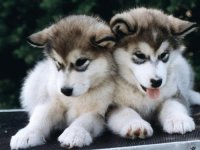 alaskas