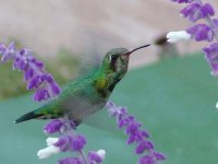 Colibri