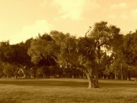 park
