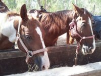 horses