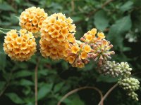 buddleia