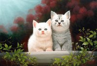 gatos