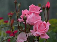 rosas