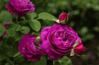 rosa
