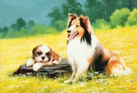 cães