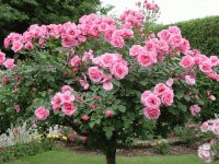 ROSAS ROSAS