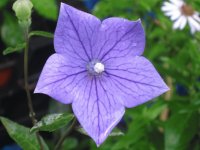 platycodon